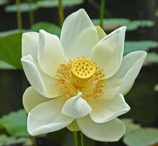 ハス Sacred Lotus ホワイト の種 マルシェ青空