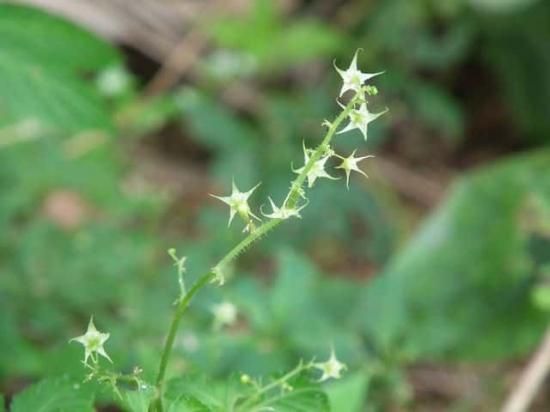 アマチャヅル 甘茶蔓 の種 マルシェ青空