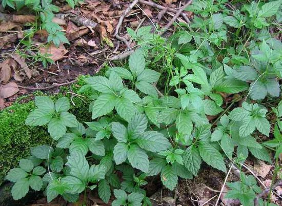 アマチャヅル（甘茶蔓）の種 - マルシェ青空