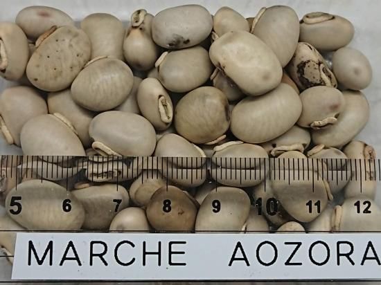 農薬不使用 黒ムクナ豆 15kg 【公式通販】