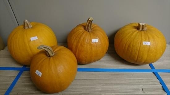 ハロウィンかぼちゃ オーナメント マルシェ青空 ハロウィンかぼちゃ オーナメント マルシェ青空