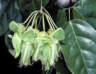 ムクナ豆（ワニグチモダマ、ムニンモダマ）の種