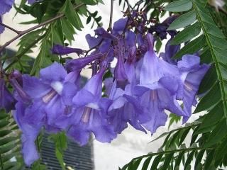 ジャカランダ カウカナの種 マルシェ青空