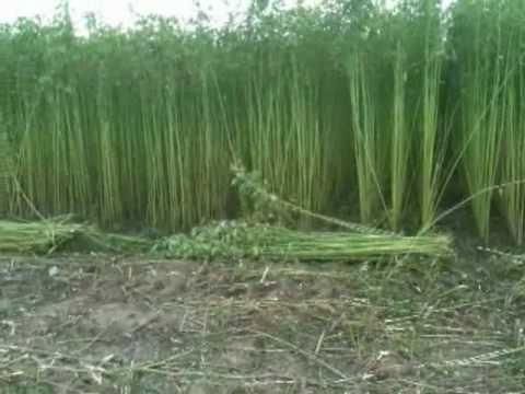 ケナフの種 - マルシェ青空