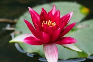 品質検査済 ハス(Sacred Lotus、ピンク)の種 - マルシェ青空 種・苗