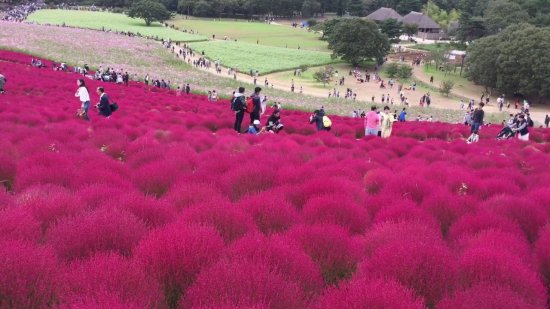 コキアの種 1200粒以上 ホウキグサの種 ほうき草の種 信州産 28