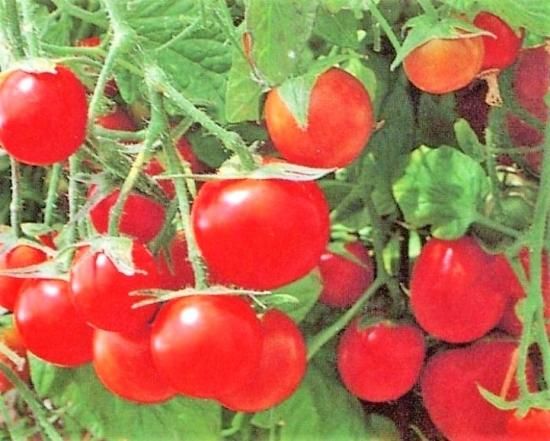 タンブリングトムトマトの種 ＊F1 - マルシェ青空