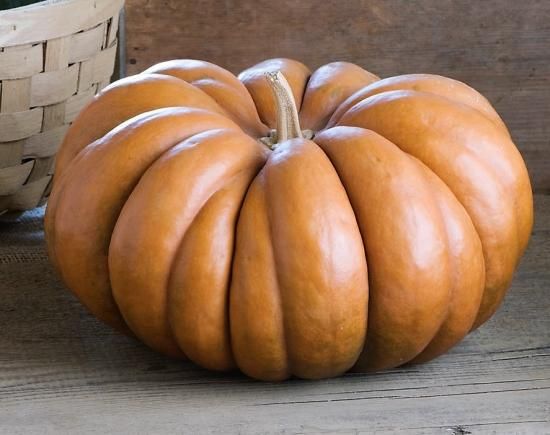 フェアリーテールパンプキン（マスキー・ド・プロバンス）の種