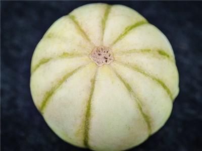菊メロンの種 - マルシェ青空