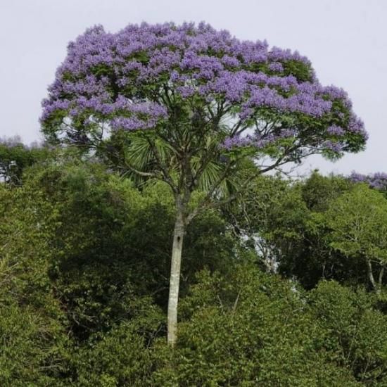 ジャカランダ コパイアの種 マルシェ青空