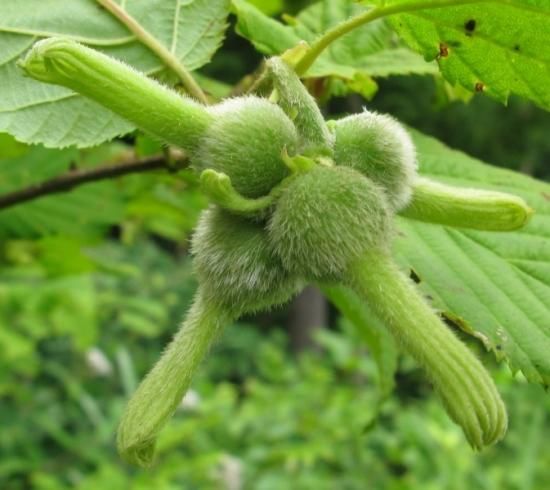 マンチュリアンヘーゼルナッツ（オオツノハシバミ）の種 - マルシェ青空