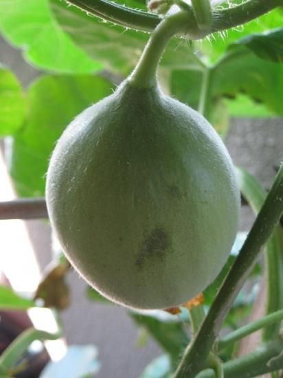 Old English】メロンフォルムのミルクジャグ / シュガーボウル