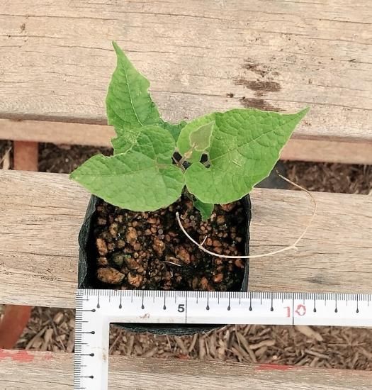 ラカンカ（羅漢果）の苗： 3号ポット ＊実生苗 - マルシェ青空