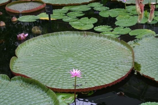 250px-Water_lillies_2.jpg