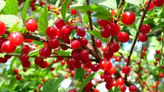 ユスラウメ 梅桃 山桜桃梅 の種 マルシェ青空