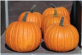ハロウィンかぼちゃ Autumn Gold の種 F1 マルシェ青空 ハロウィンかぼちゃ Autumn Gold の種 F1 マルシェ青空