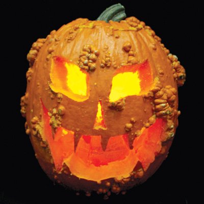 ハロウィンかぼちゃ Knuckle Head の種 F1 マルシェ青空