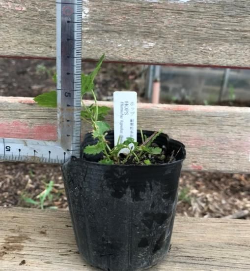 ホップ（コモン）の苗： 3号ポット（15cm） - マルシェ青空