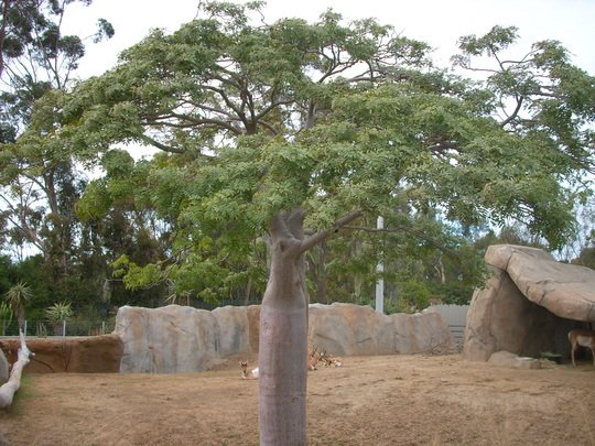 塊根植物 程よかっ 【期間限定】珍種!! マダガスカル産