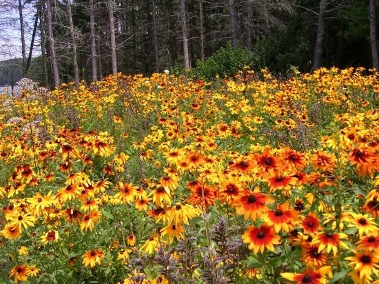 ルドベキア ヒルタ Black Eyed Susan の種 マルシェ青空 ルドベキア ヒルタ Black Eyed Susan の種 マルシェ青空