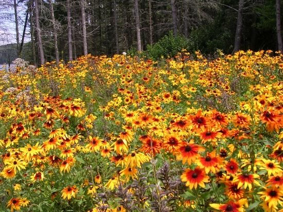 ルドベキア ヒルタ Black Eyed Susan の種 マルシェ青空