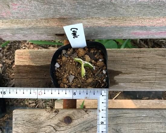 ドラゴンフルーツ（コニーマイヤー）の苗（3号ポット） - マルシェ青空