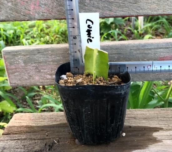 ドラゴンフルーツ（コニーマイヤー）の苗（3号ポット