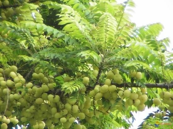 マヨム アメダマノキ の種 マルシェ青空 マヨム アメダマノキ の種 マルシェ青空
