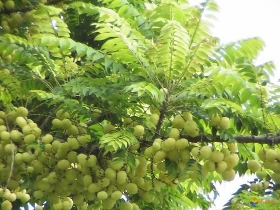 マヨム アメダマノキ の種 マルシェ青空