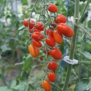 no.127 トマトレッドと針山のブラックルチル　一点物 no.127 トマトレッドと針山のブラックルチル 一点物 no.127 トマトレッドと