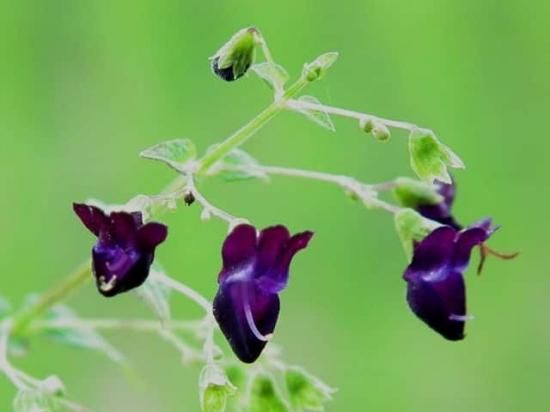 黒花引き起こし 黒花延命草 の苗 ３号ポット マルシェ青空