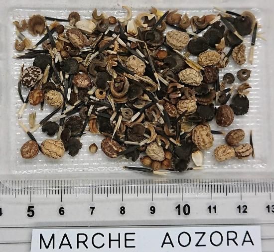 エディブルフラワーミックス 食用花16品種 の種 マルシェ青空 エディブルフラワーミックス 食用花16品種 の種 マルシェ青空