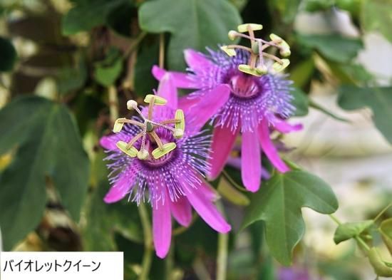 パッションフルーツの苗 - マルシェ青空