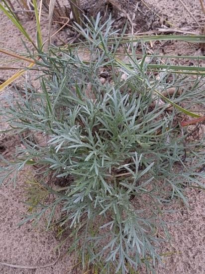 よもぎ☆ Amazon | ミニモト Loncin社製125ccエンジン用ギャシフトドラム