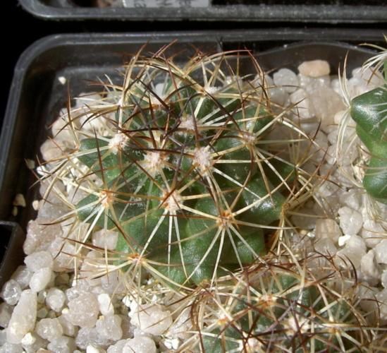 サボテン コリファンタボグセリアナ 象牙丸 の種 マルシェ青空 サボテン コリファンタボグセリアナ 象牙丸 の種 マルシェ青空