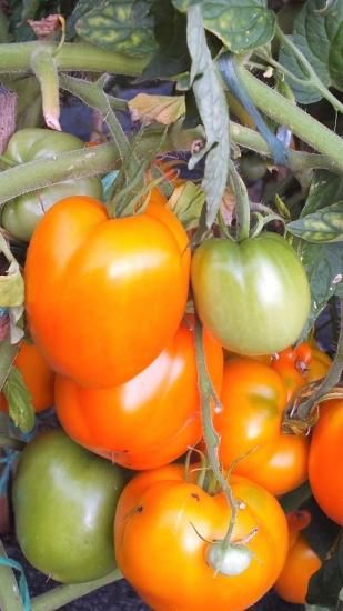 オレンジオックスハートトマトの種 - マルシェ青空