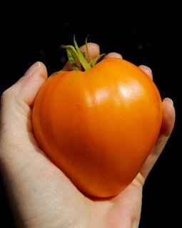 オレンジオックスハートトマトの種