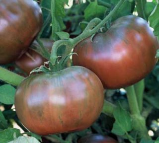 チェロキーパープルトマトの種