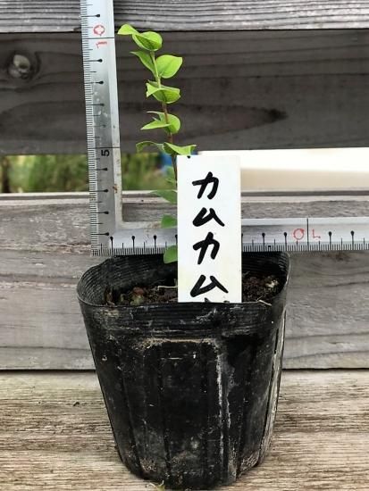 とうふ苗木 71oRrD6i1yL._UF894,1000_QL80_.jpg