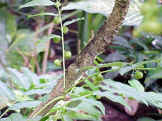 ガモデコスタアマラキの種 - マルシェ青空