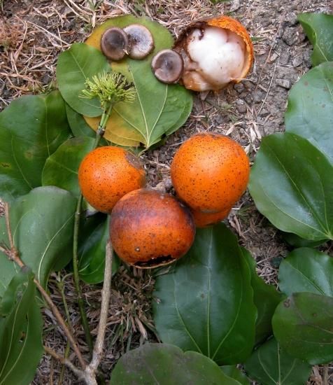 マチン ホミカ の種 マルシェ青空