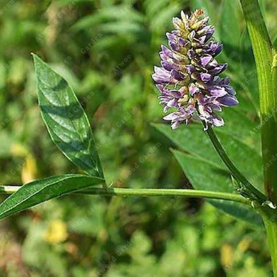 ウラルカンゾウ（甘草、リコリス）の種 - マルシェ青空