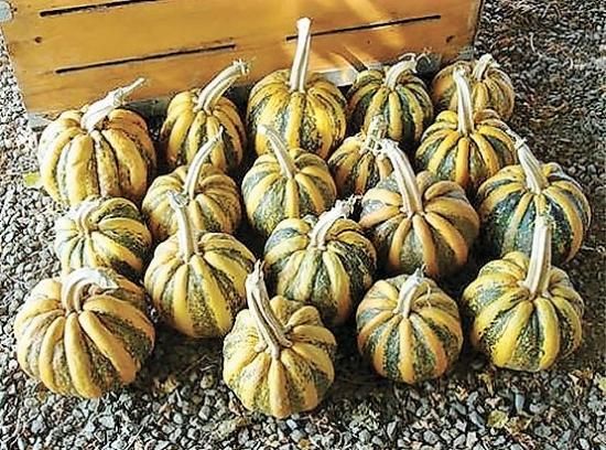 アメリカントンドかぼちゃの種 - マルシェ青空