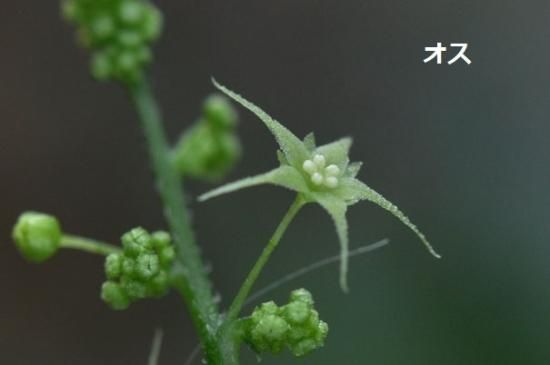 アマチャズル　【卸】第５弾 アマチャズル【卸】第5弾4種類←秋の感謝祭適用 アシトレWork Air –