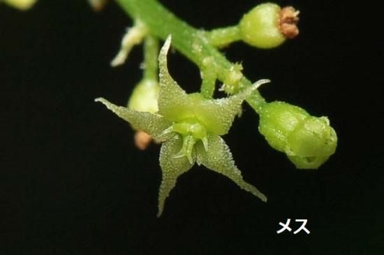 アマチャヅル（甘茶蔓）の苗 ＊3号ポット - マルシェ青空