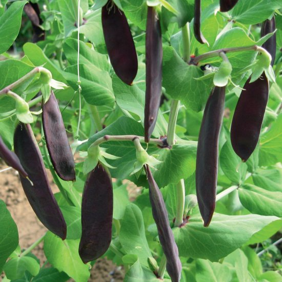 紫スナップエンドウ 古代エンドウ ツタンカーメンのえんどう豆 の種 マルシェ青空