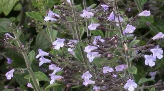 カラミント（カラミンサ）の種 - マルシェ青空