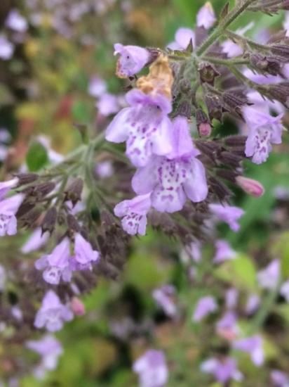 カラミント（カラミンサ）の種 - マルシェ青空