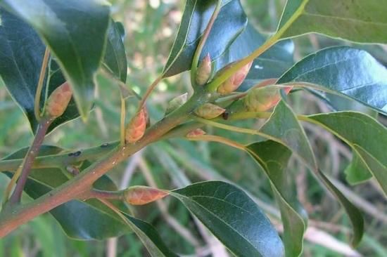 ジンコウ（沈水香木、アクイラリア・シネンシス）の種 50粒 沈香