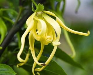 キンコウボク（金厚朴、マグノリア・チャンパカ）の種